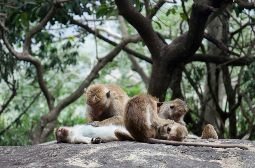 photography of group of monkey on ground