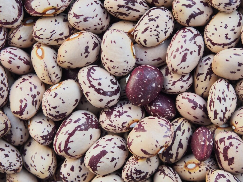 Kidney Beans